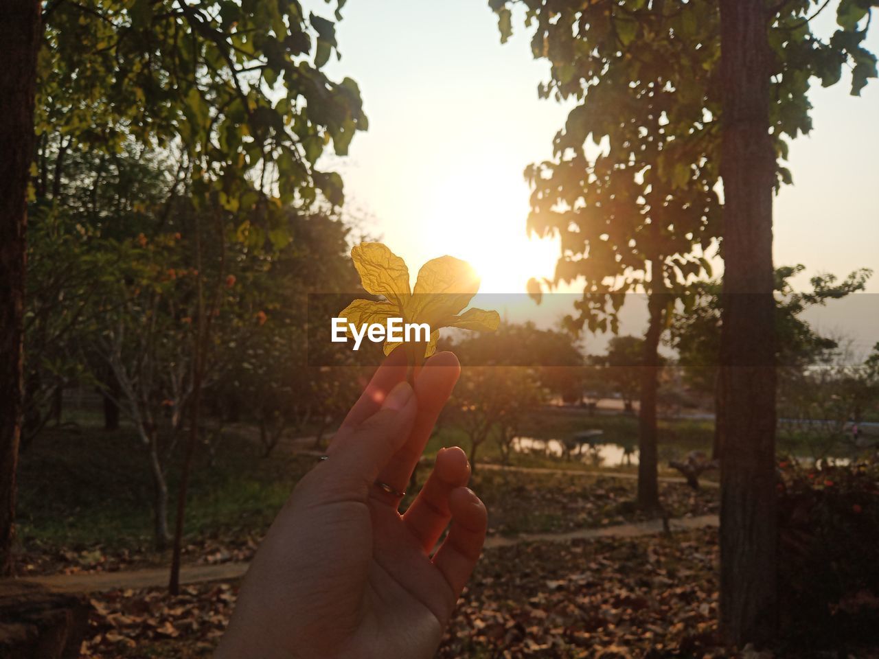 MIDSECTION OF PERSON HOLDING SUN SHINING THROUGH TREE