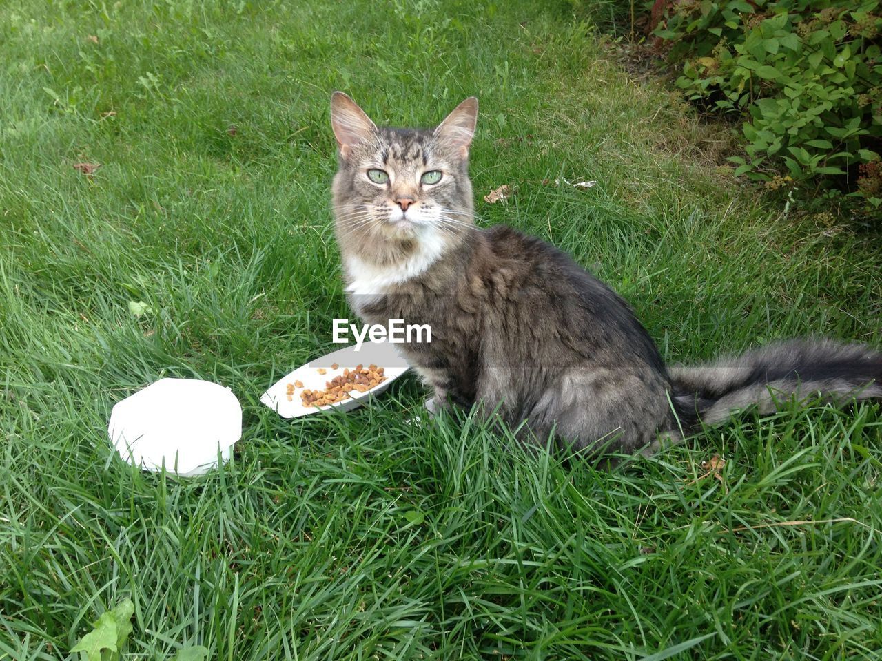 Portrait of cat with food on grassy field