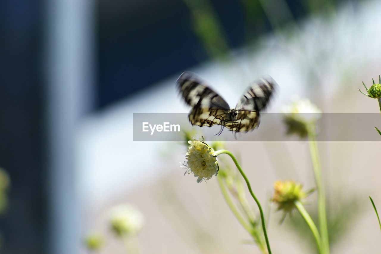 flower, plant, flowering plant, animal themes, beauty in nature, animal wildlife, animal, insect, freshness, close-up, nature, fragility, one animal, wildlife, macro photography, no people, green, focus on foreground, yellow, bee, selective focus, growth, flower head, outdoors, honey bee, day, animal wing, petal, pollination, butterfly, macro