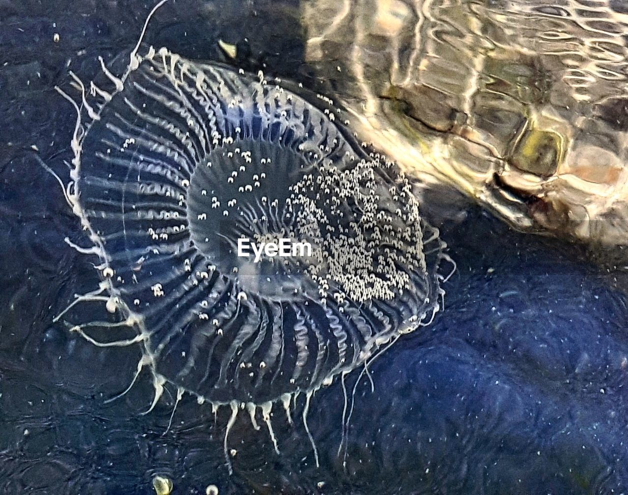 CLOSE-UP OF JELLYFISH IN WATER