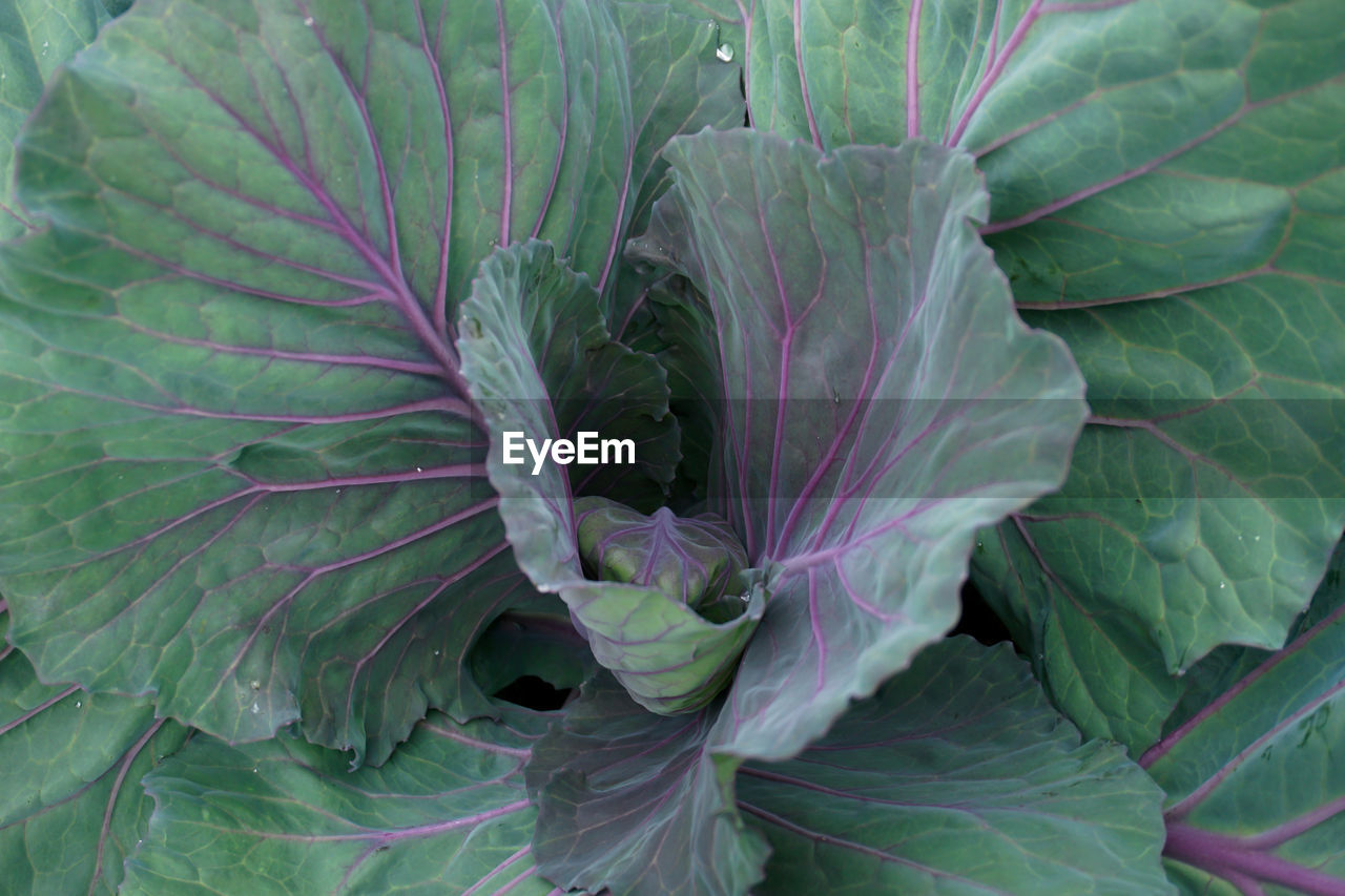 Full frame shot of cabbage