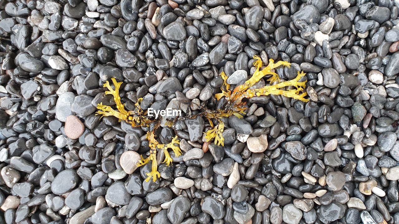 HIGH ANGLE VIEW OF PEBBLES ON GROUND