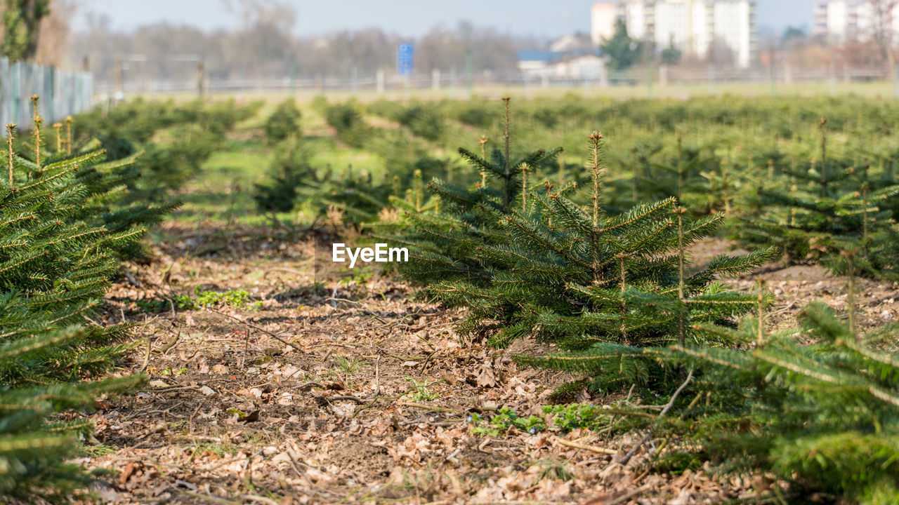 CLOSE-UP OF PLANTS GROWING ON FIELD