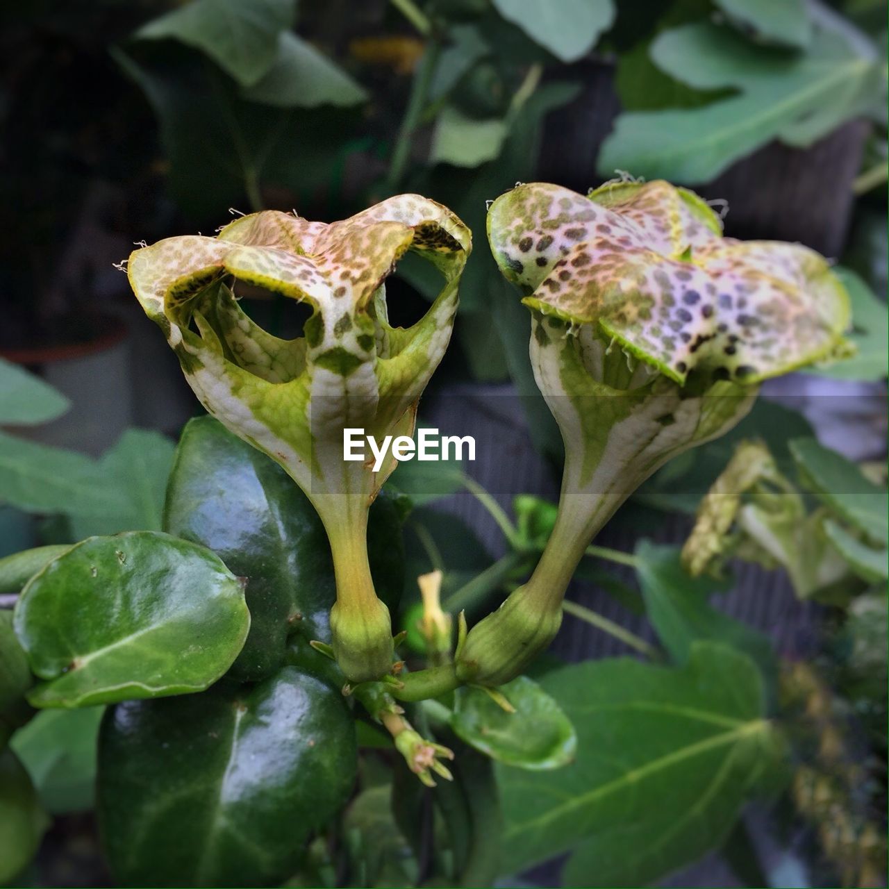 Close-up of flowers and leaves