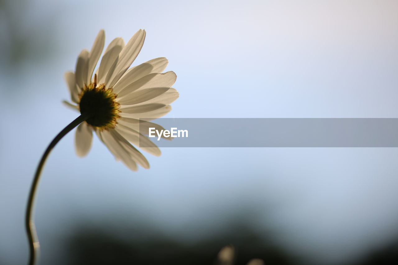 Close-up of yellow cosmos flower blooming outdoors