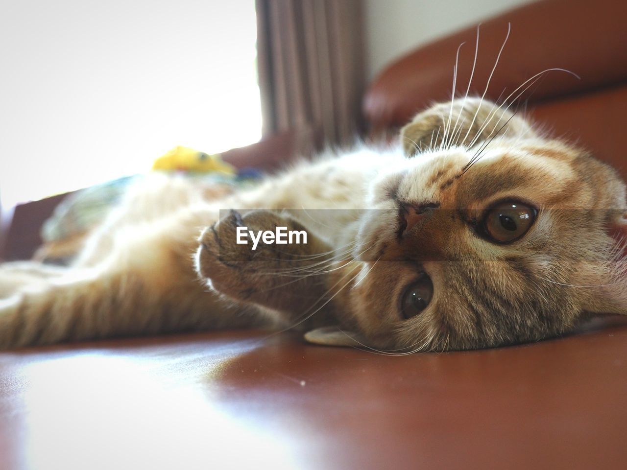 CLOSE-UP PORTRAIT OF CATS AT HOME