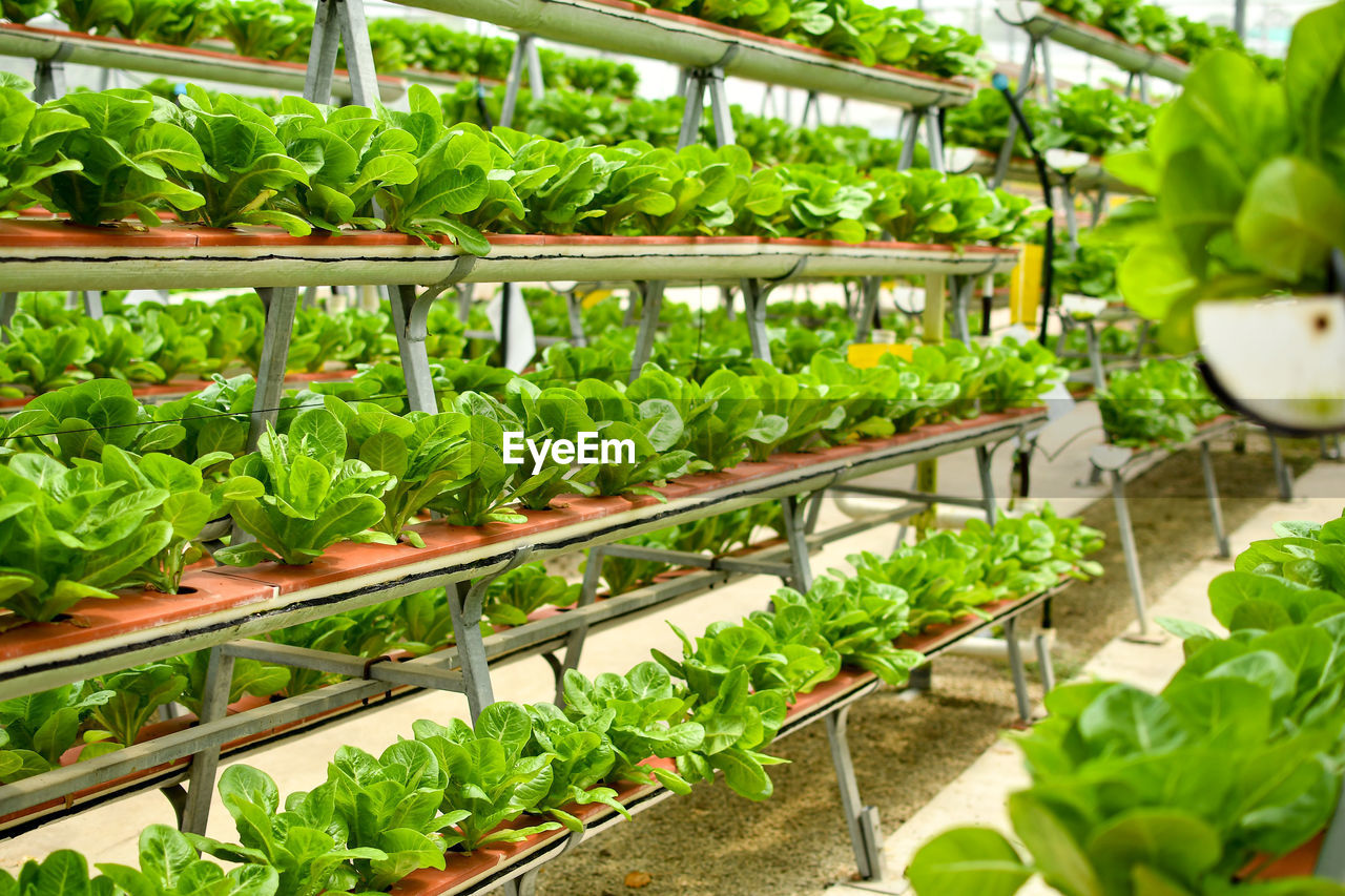 ELEVATED VIEW OF VEGETABLES
