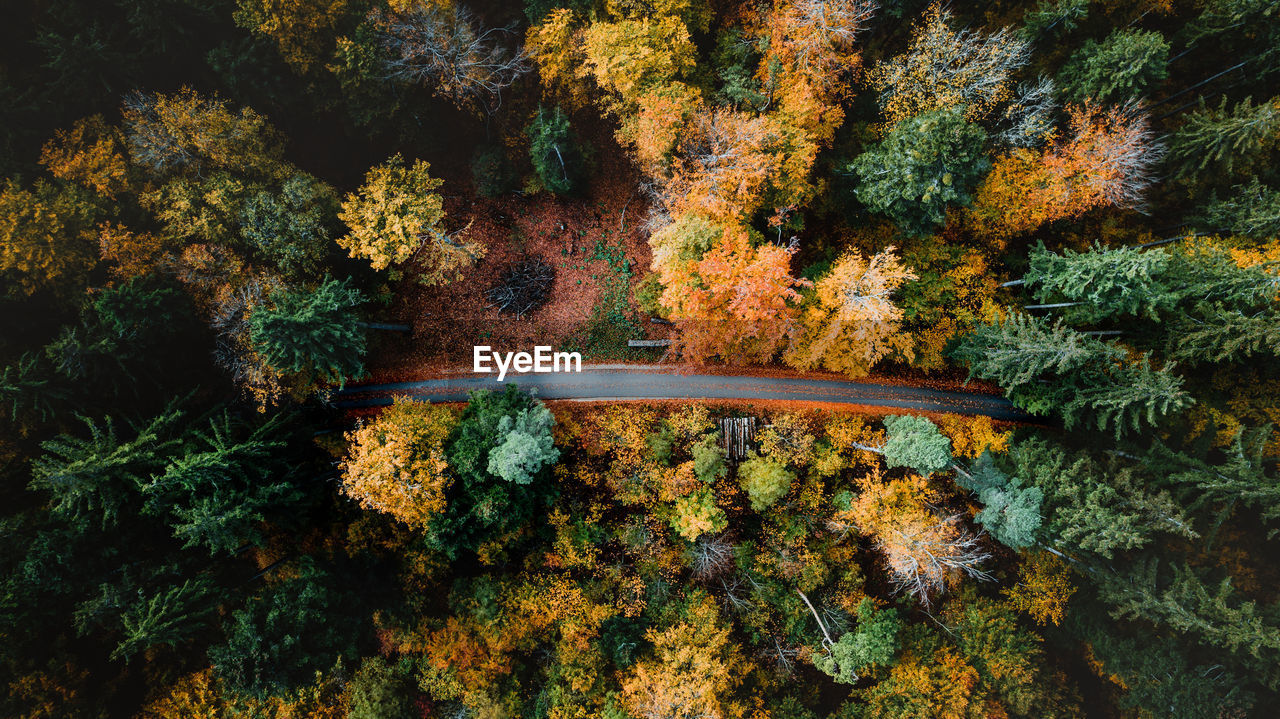 Road in the autumn forest