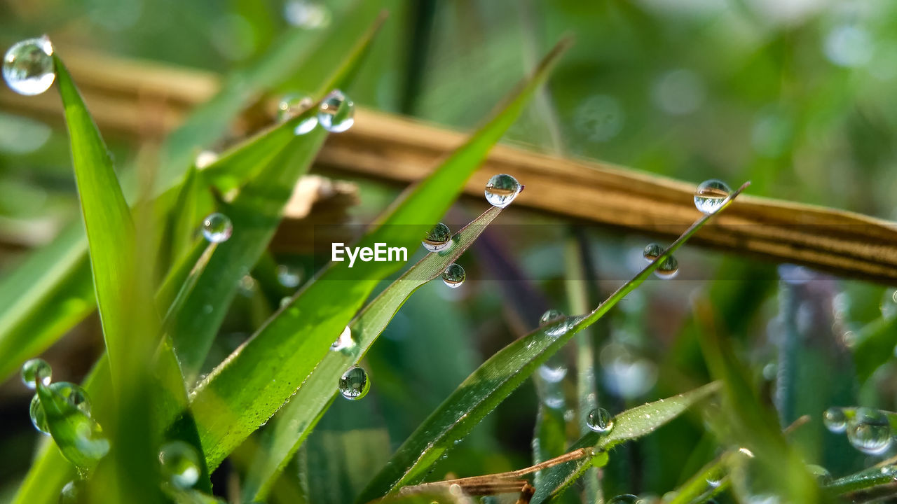 Close-up of wet grass