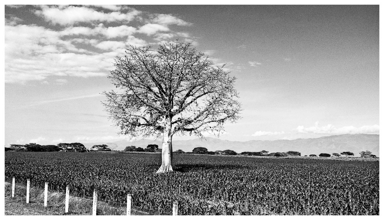 Bare tree on agricultural field against sky