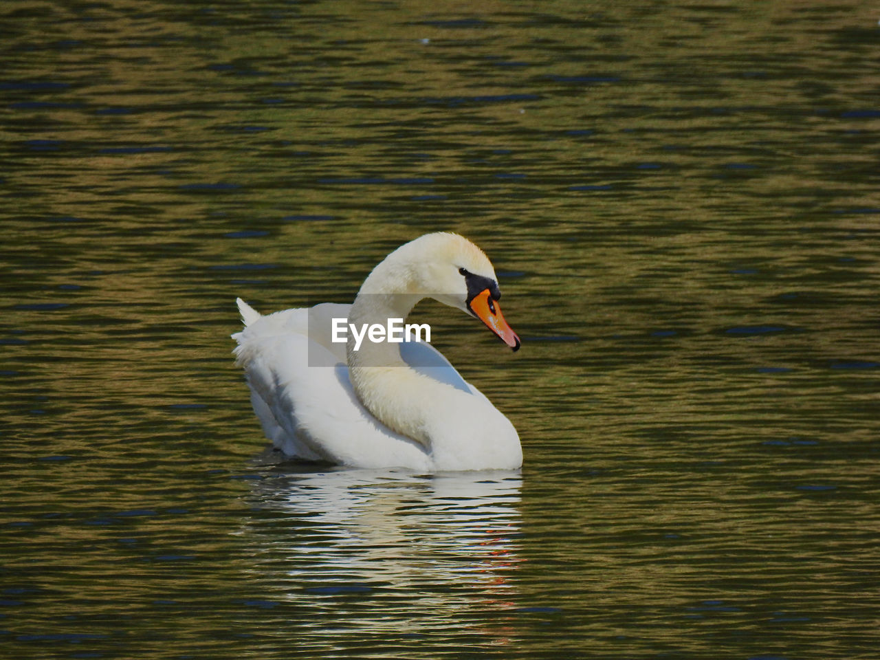 Swan swimming in lake