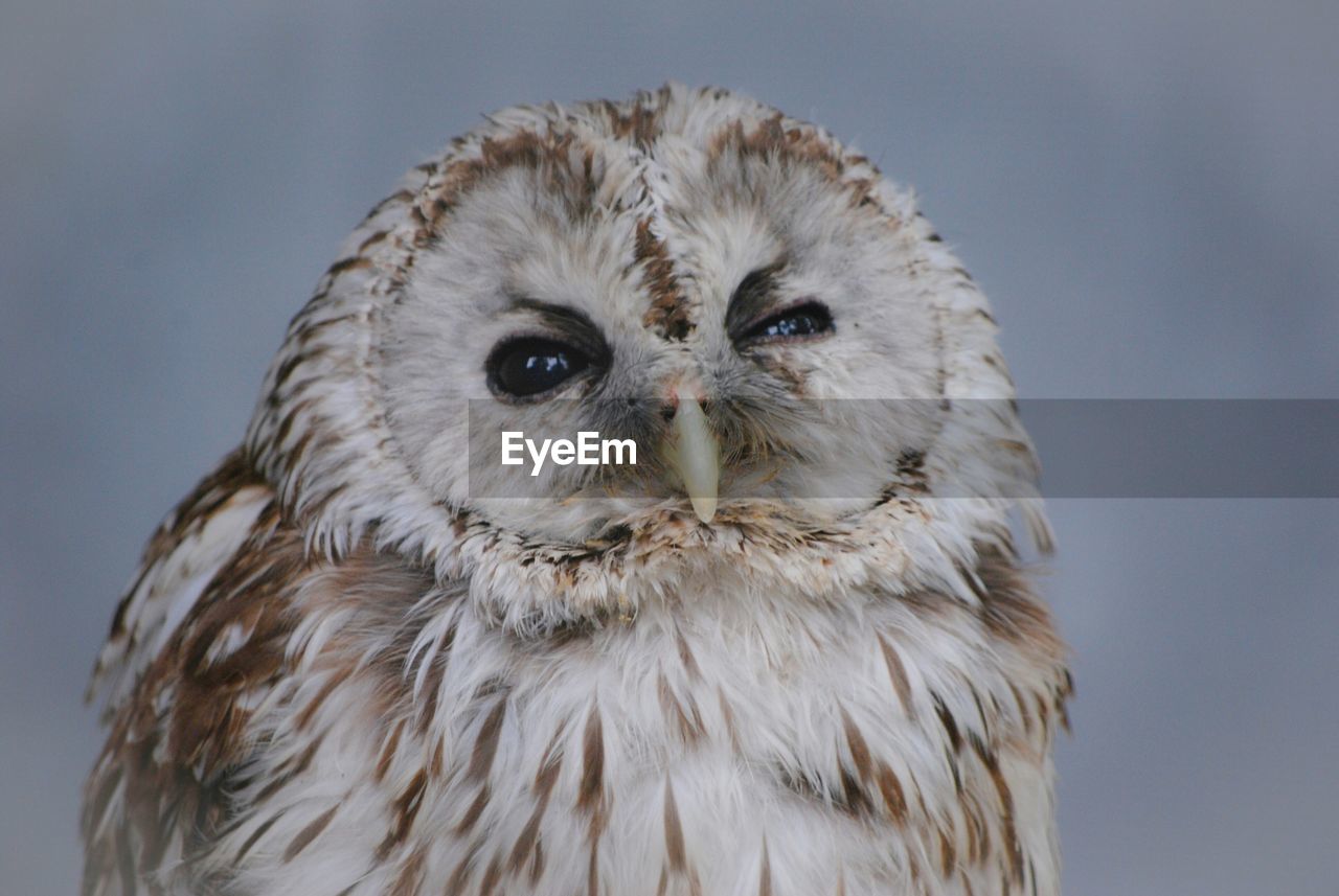 Close-up portrait of owl