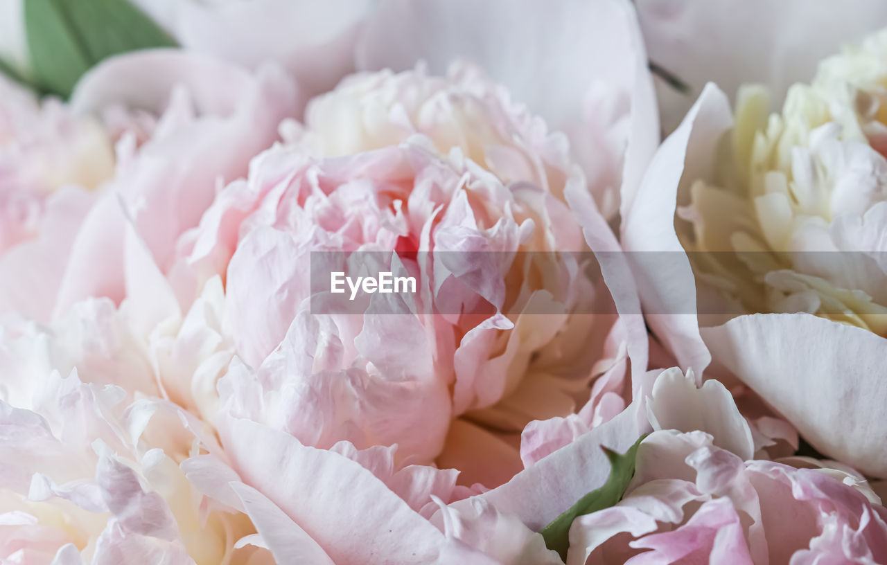 pink, flower, plant, flowering plant, bouquet, beauty in nature, freshness, petal, close-up, no people, nature, wedding, flower arrangement, rose, fragility, indoors, celebration, event, flower head, white, floristry