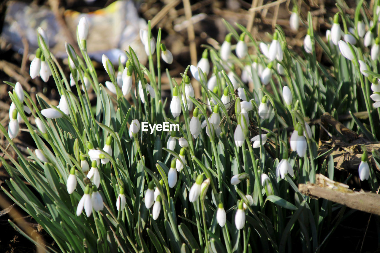 CLOSE-UP OF FLOWERS BLOOMING IN GRASS