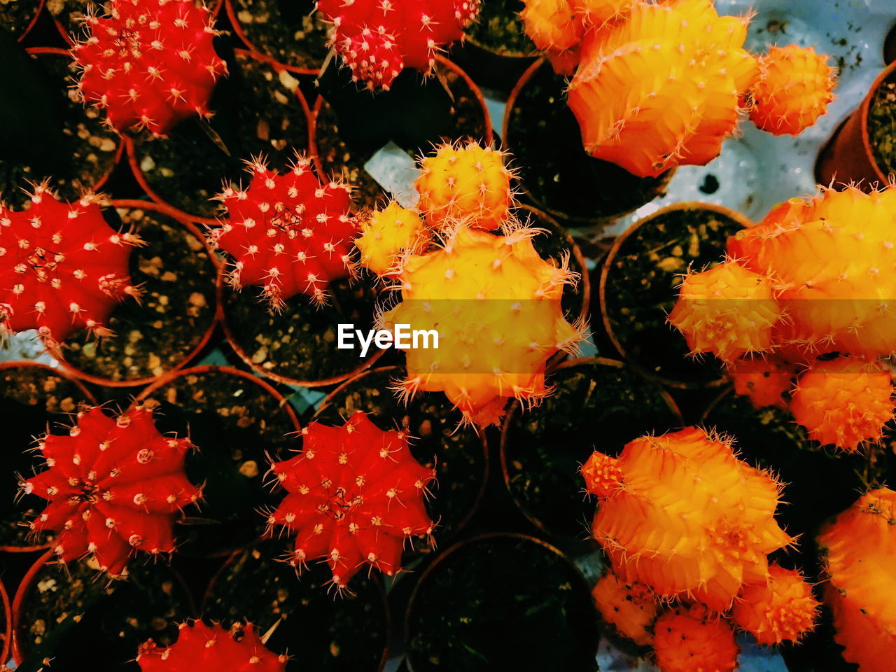 CLOSE-UP OF RED FLOWERS BLOOMING