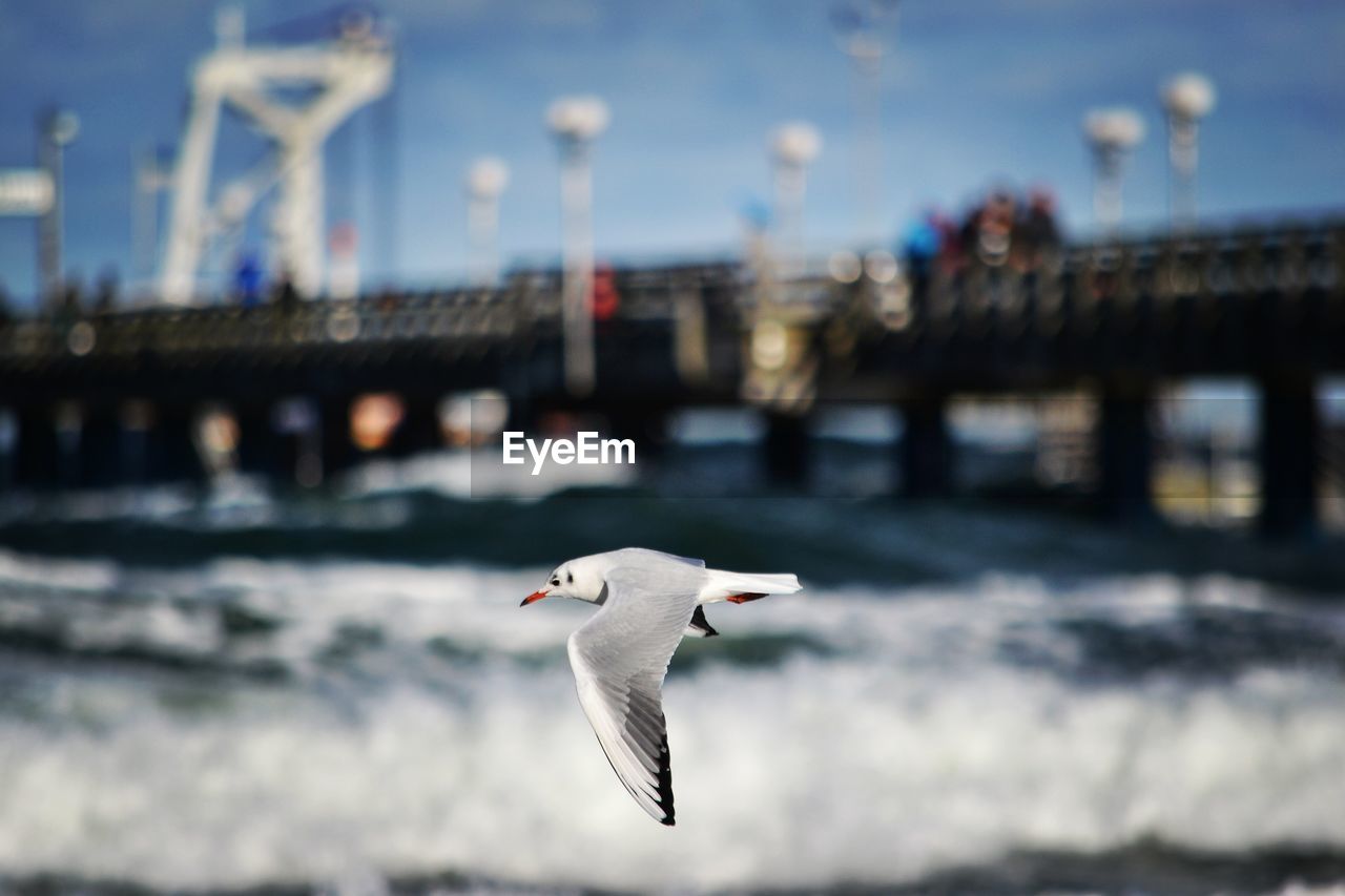 A seagull is flying by a pied