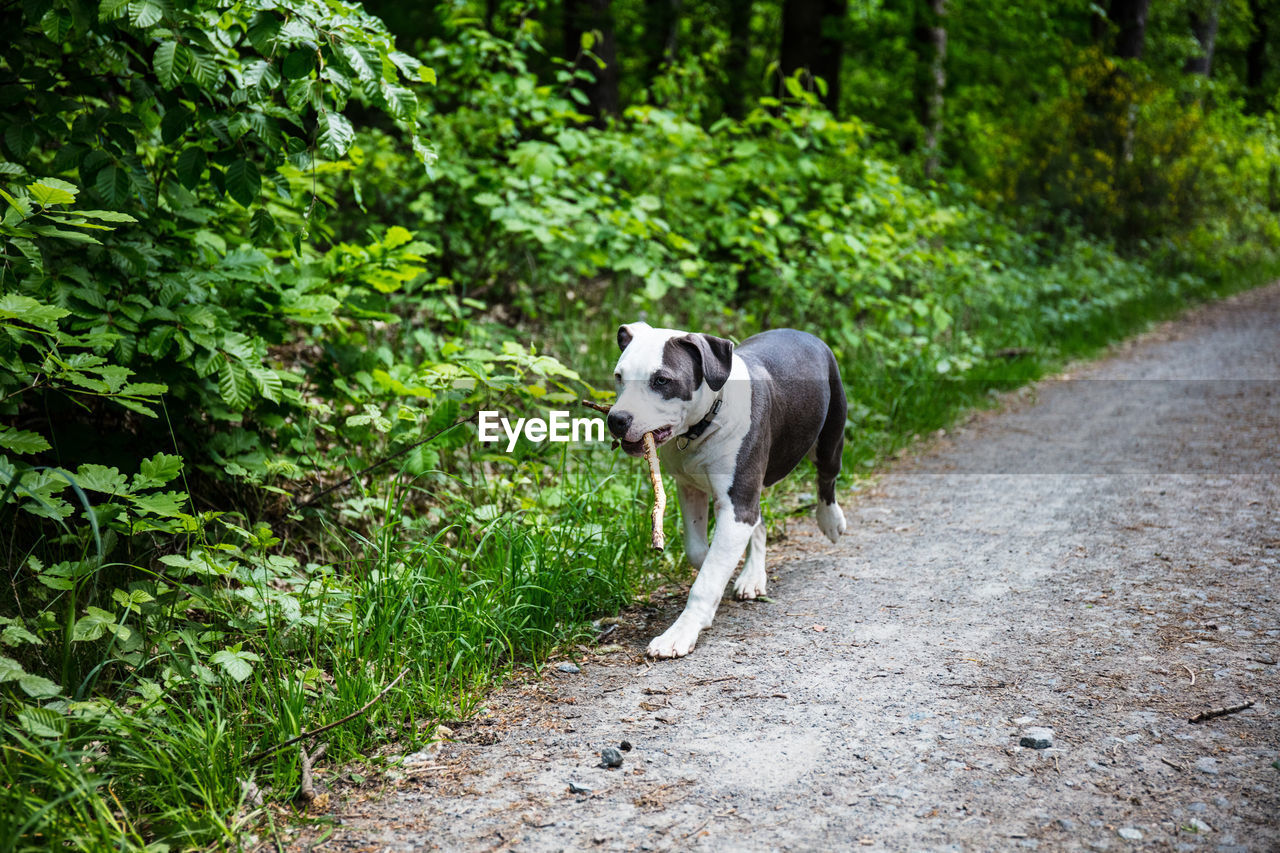 DOG STANDING ON FOOTPATH