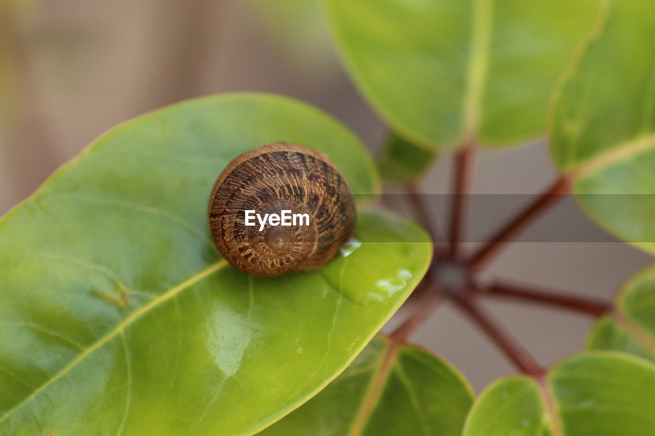 CLOSE-UP OF SNAIL