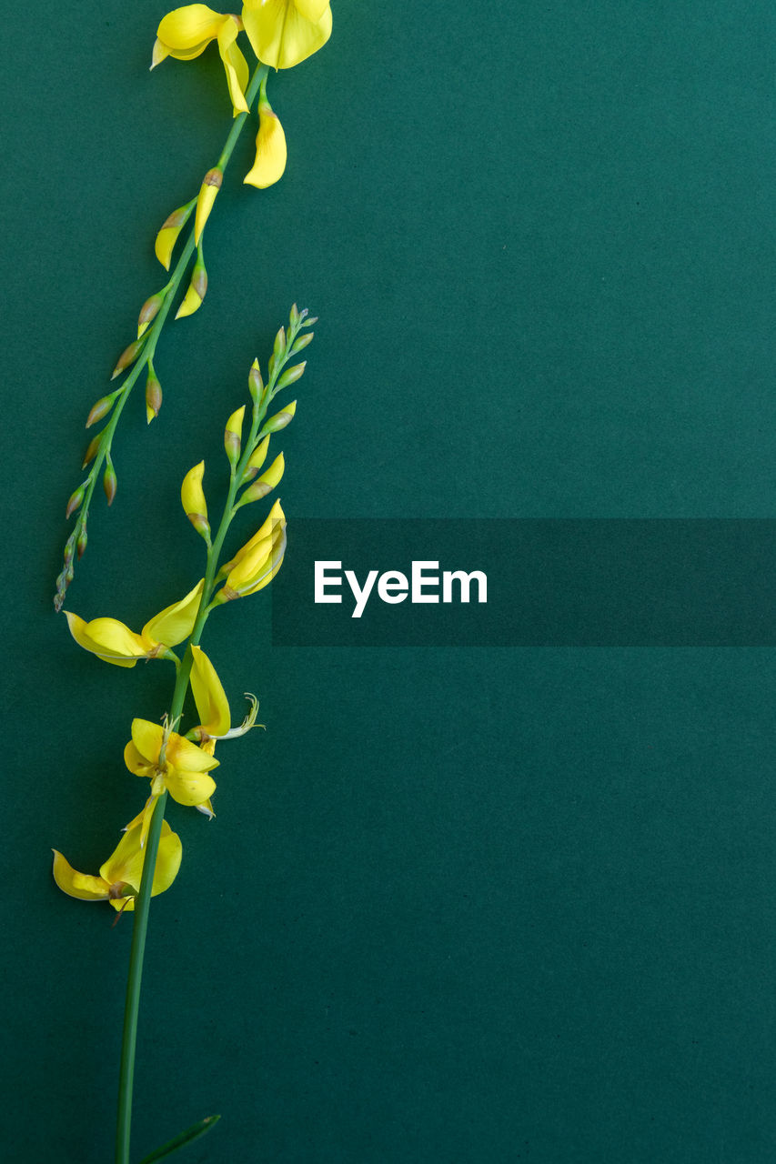 CLOSE-UP OF YELLOW FLOWER AGAINST GREEN BACKGROUND