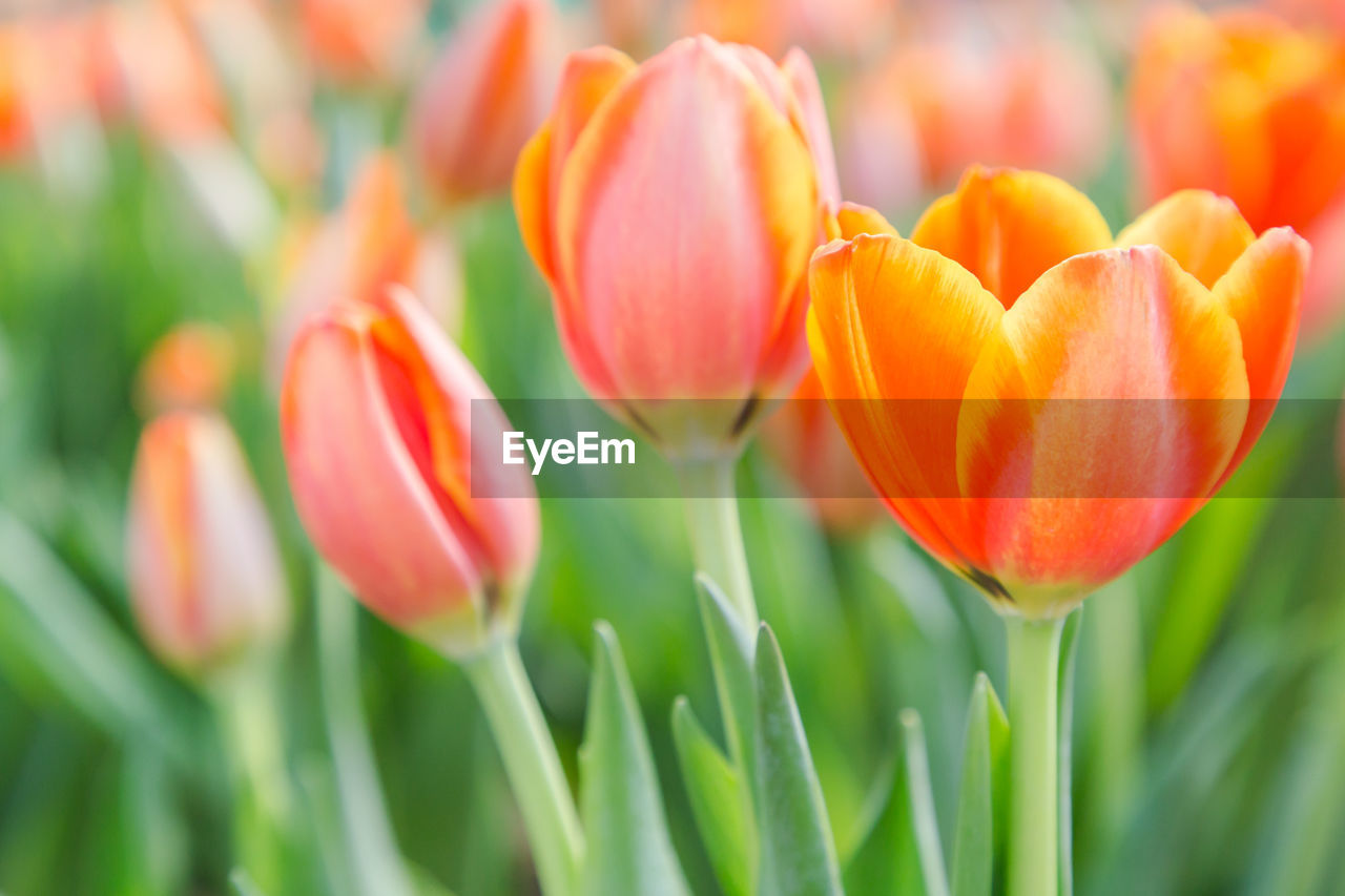 CLOSE-UP OF TULIPS BLOOMING