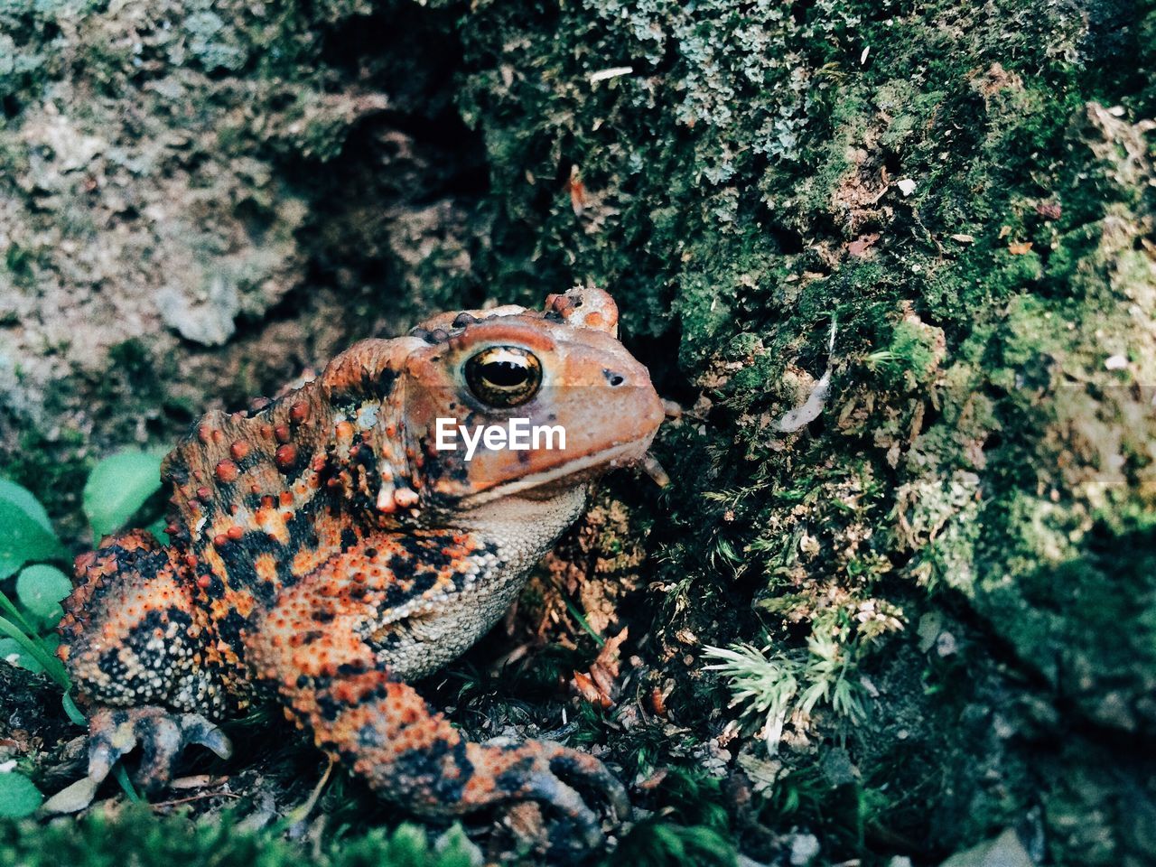 HIGH ANGLE VIEW OF A LIZARD ON FIELD