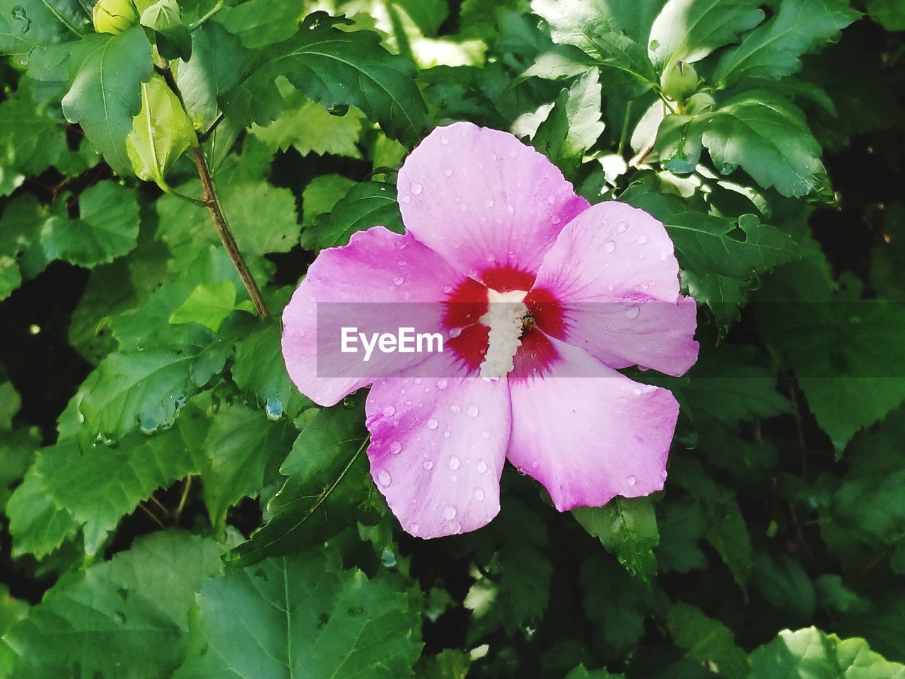 CLOSE-UP OF WET PINK FLOWERING PLANTS