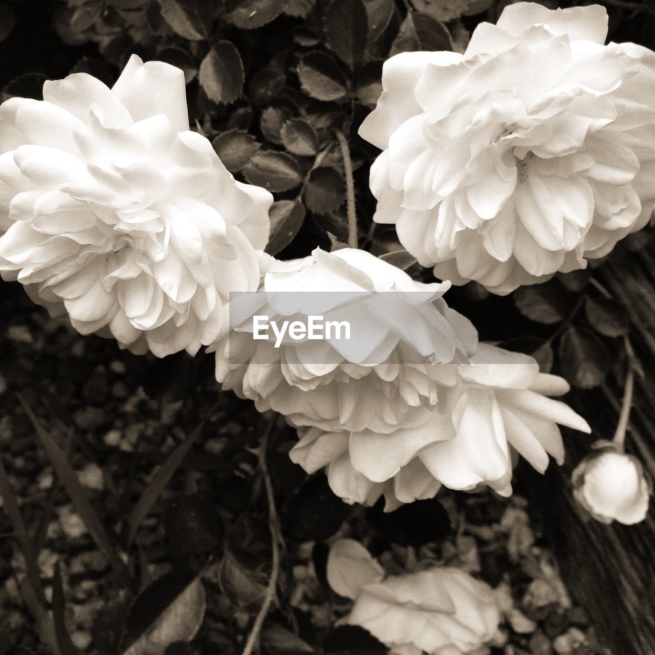 CLOSE-UP OF WHITE ROSE BLOOMING OUTDOORS