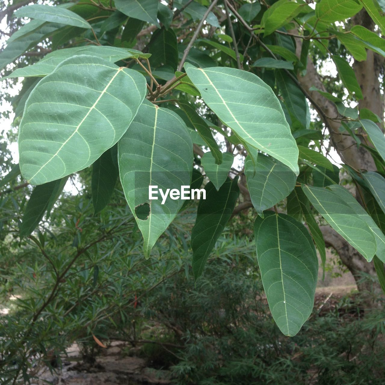 CLOSE-UP OF PLANT