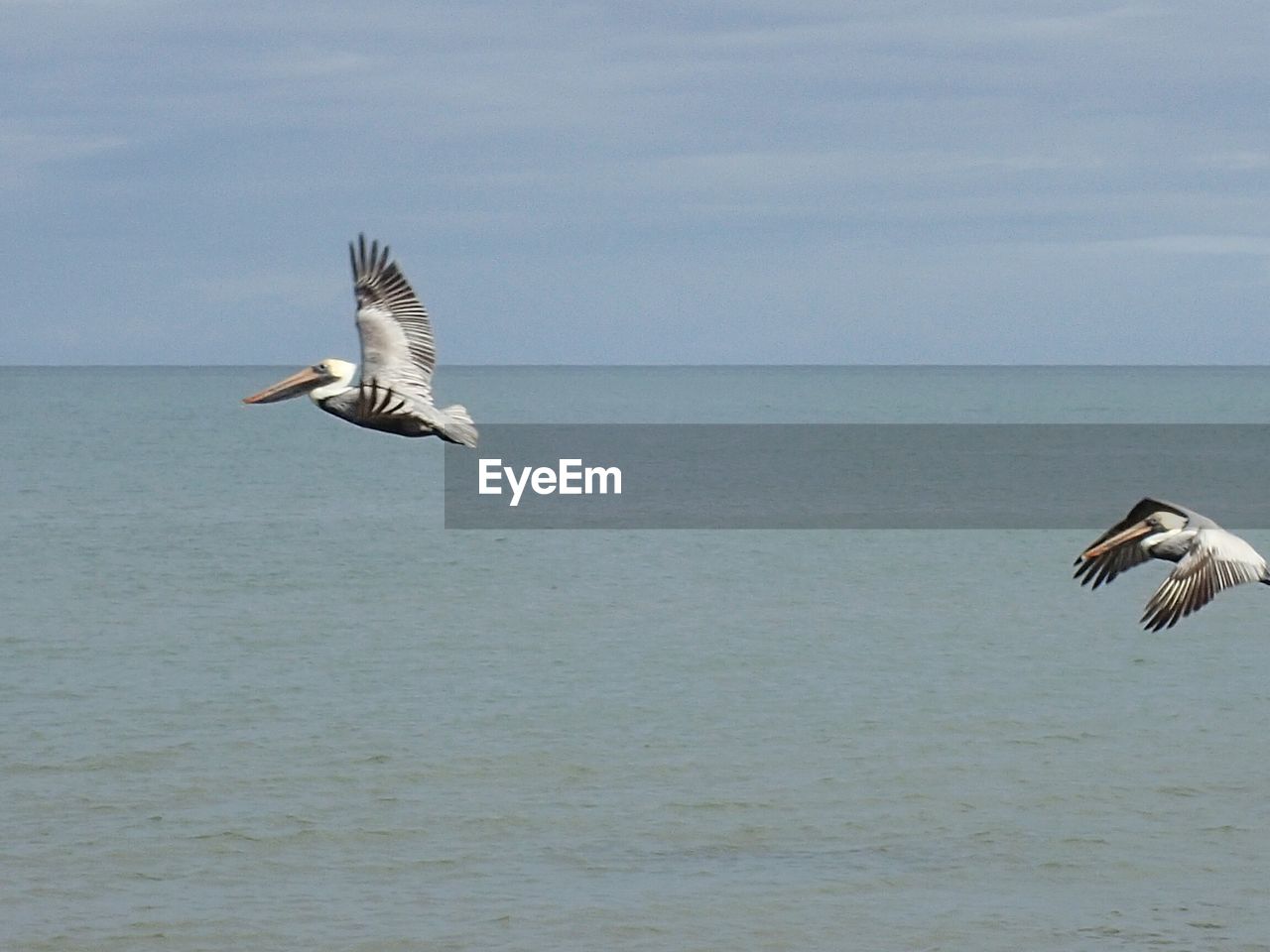 SEAGULL FLYING OVER SEA