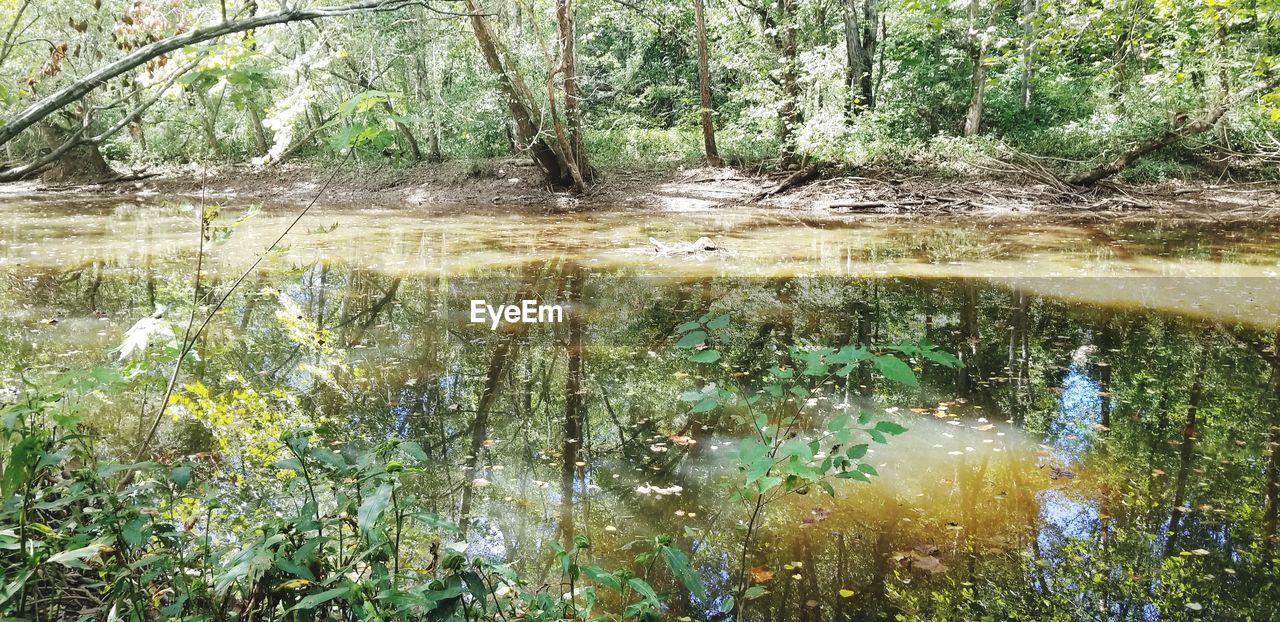 REFLECTION OF TREES IN LAKE WATER