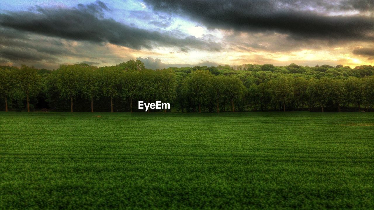 TREES ON FIELD AGAINST CLOUDY SKY