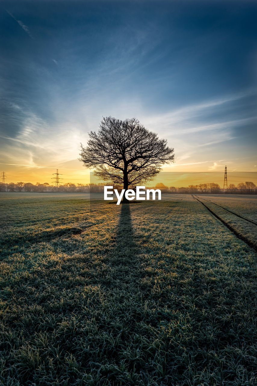 Bare tree on field against sky during sunset