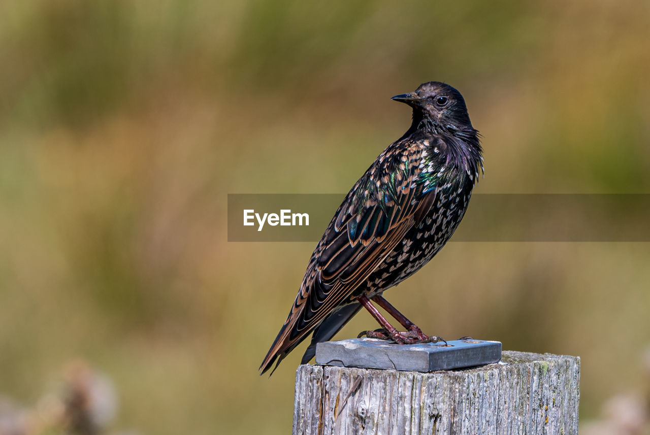 BIRD PERCHING ON WOODEN POST