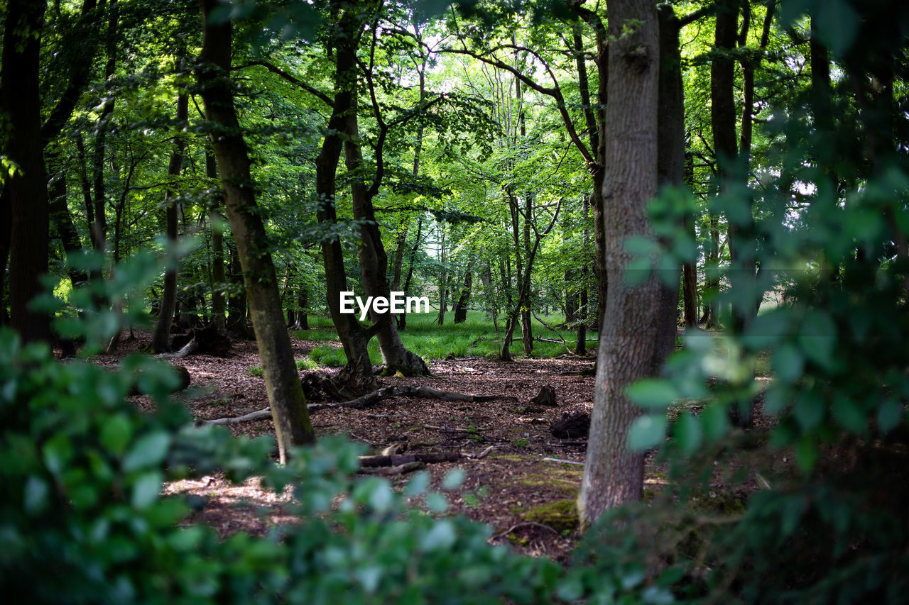 Trees growing in forest