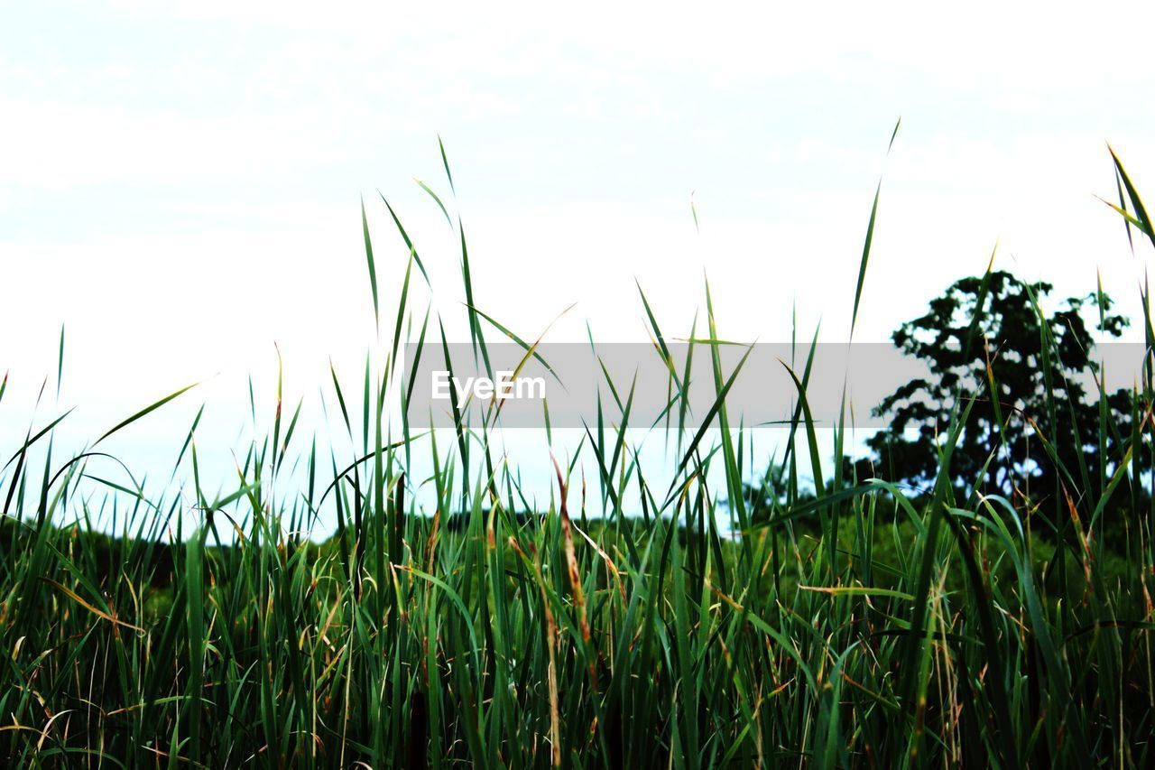 CLOSE-UP OF GRASS GROWING IN FIELD AGAINST SKY