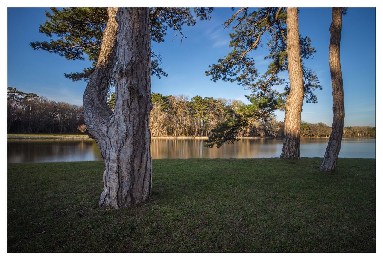 Tree trunks along with lake