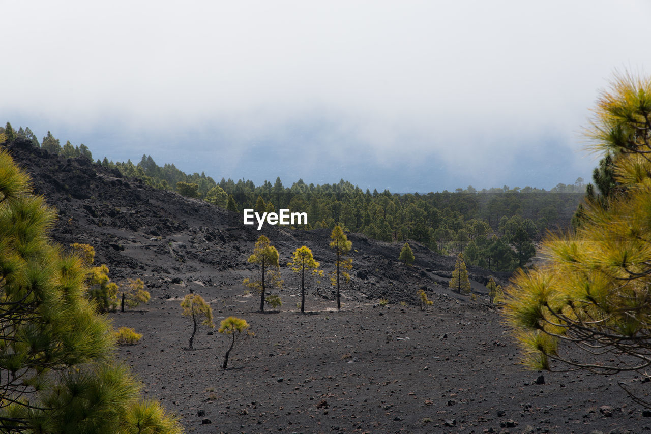 Trees on field against sky