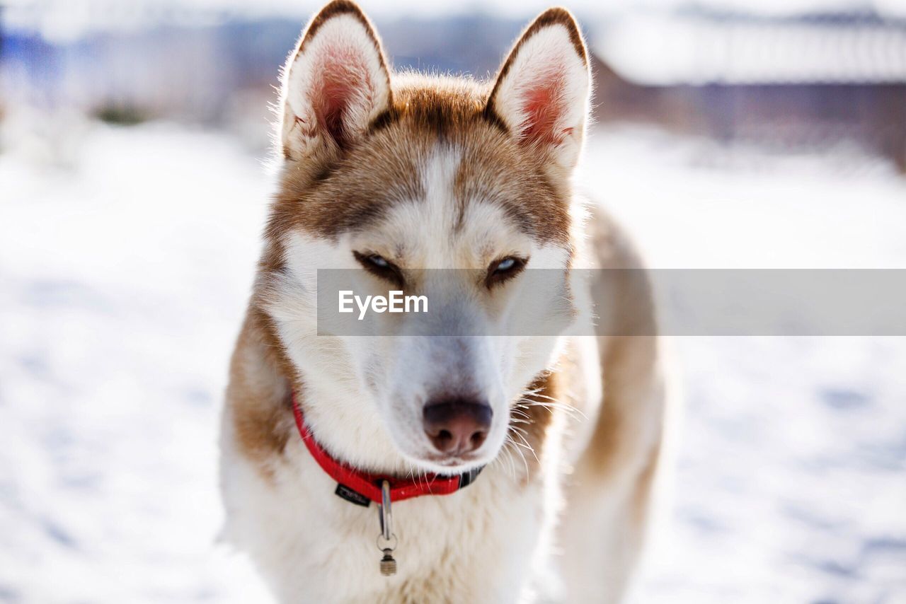 PORTRAIT OF WHITE DOG ON SNOW FIELD