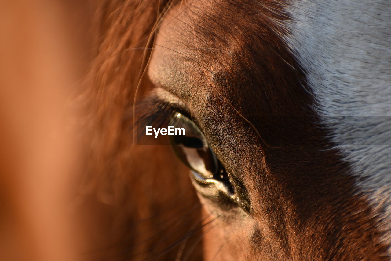 Close-up of a horse