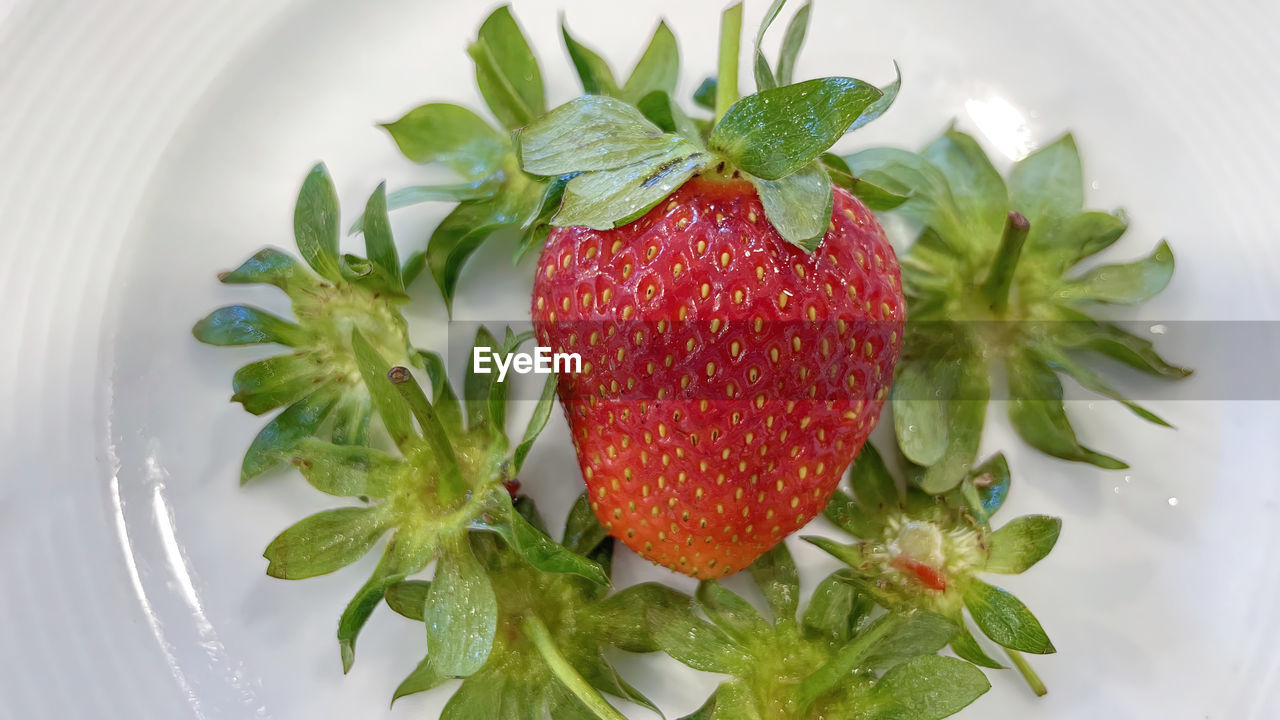 food and drink, food, healthy eating, strawberry, fruit, wellbeing, freshness, leaf, berry, plant part, plant, produce, nature, no people, red, herb, indoors, close-up, green, organic, plate, directly above, studio shot, still life