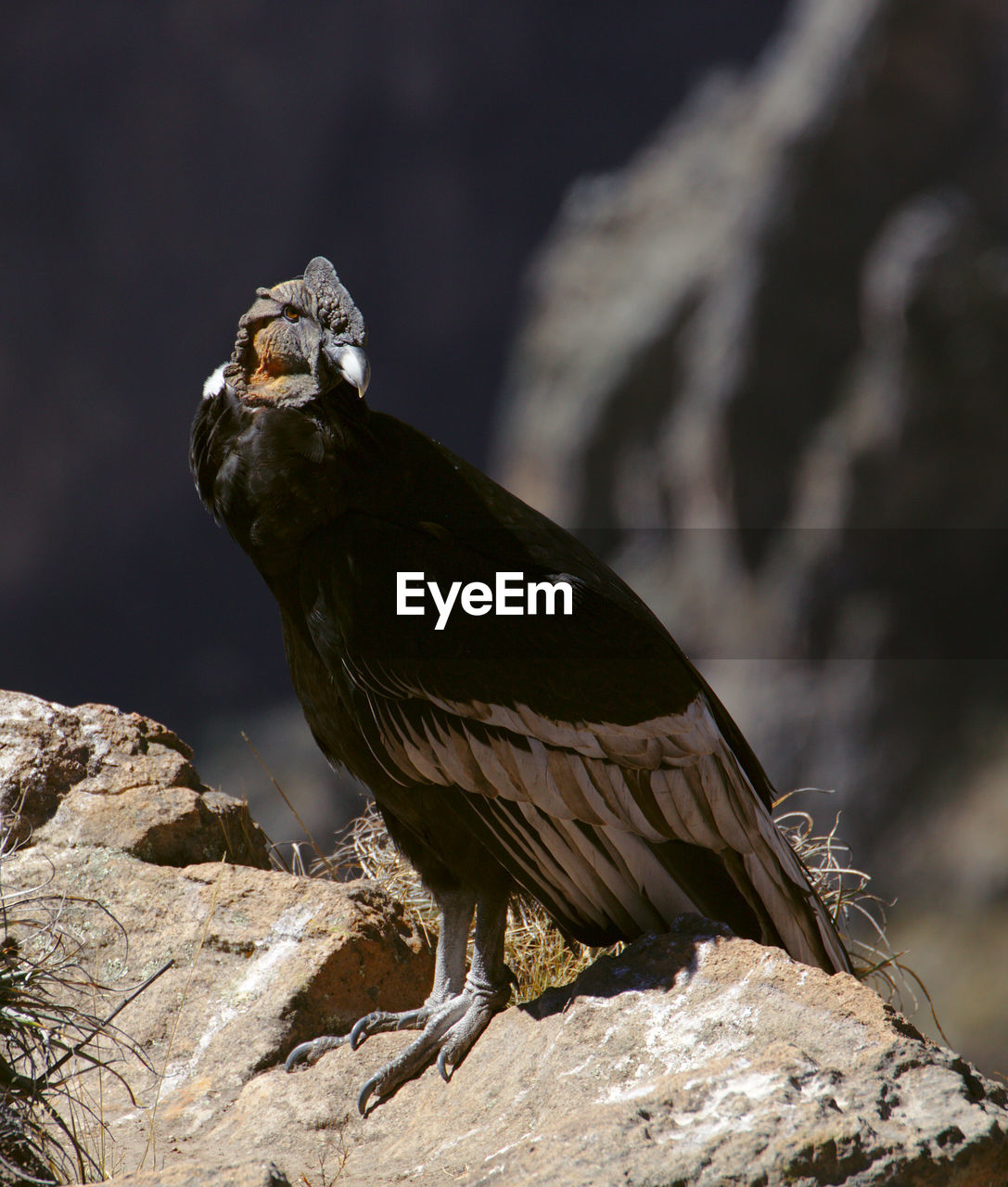 BIRD PERCHING ON ROCK