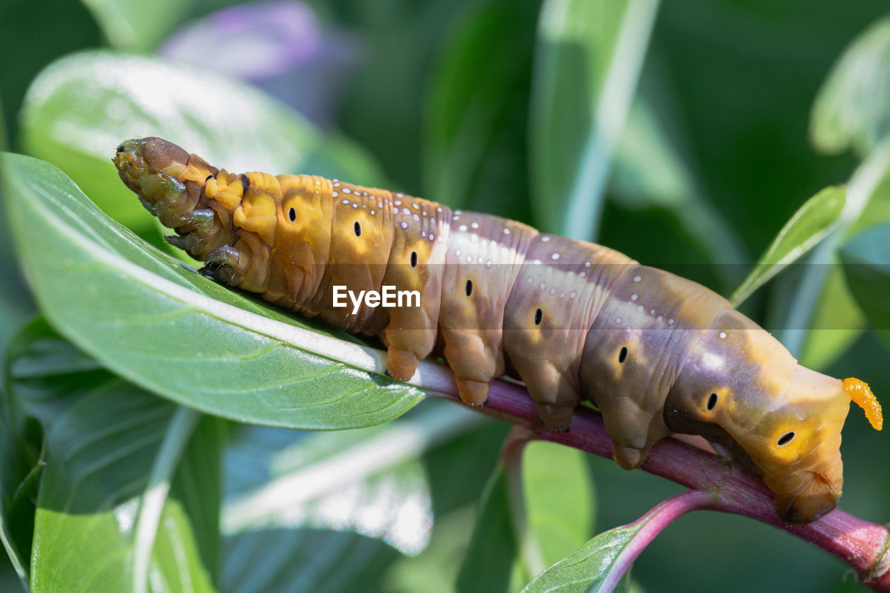 CLOSE-UP OF CATERPILLAR ON LEAF