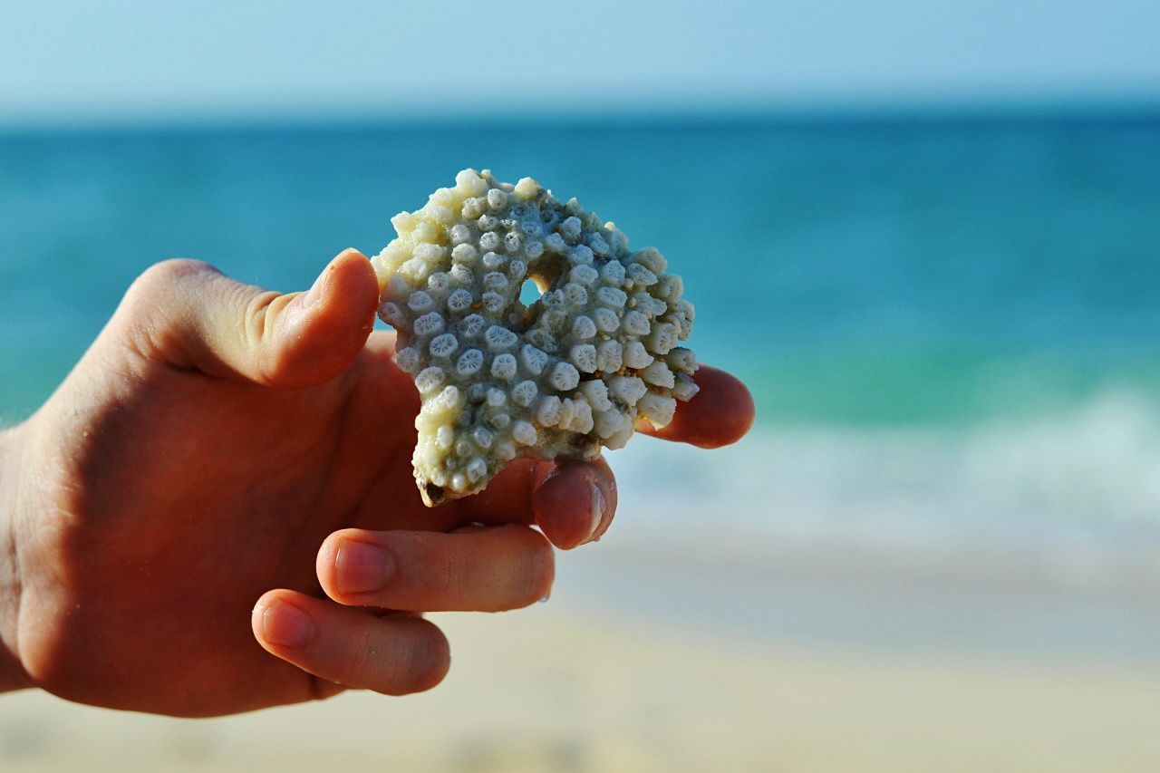 Cropped image of woman holding coral on beach