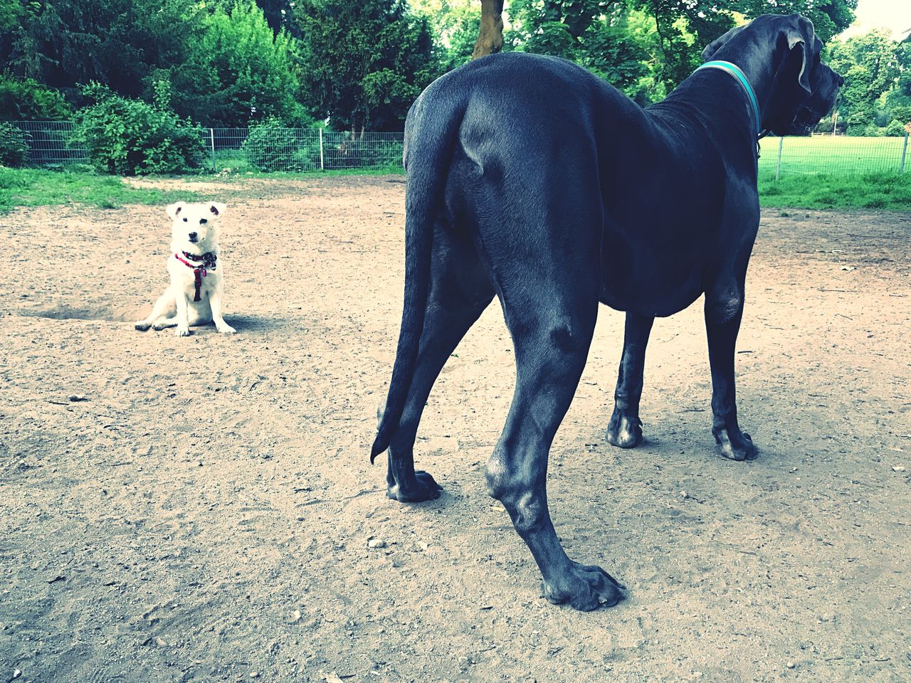 BLACK DOG ON A FIELD