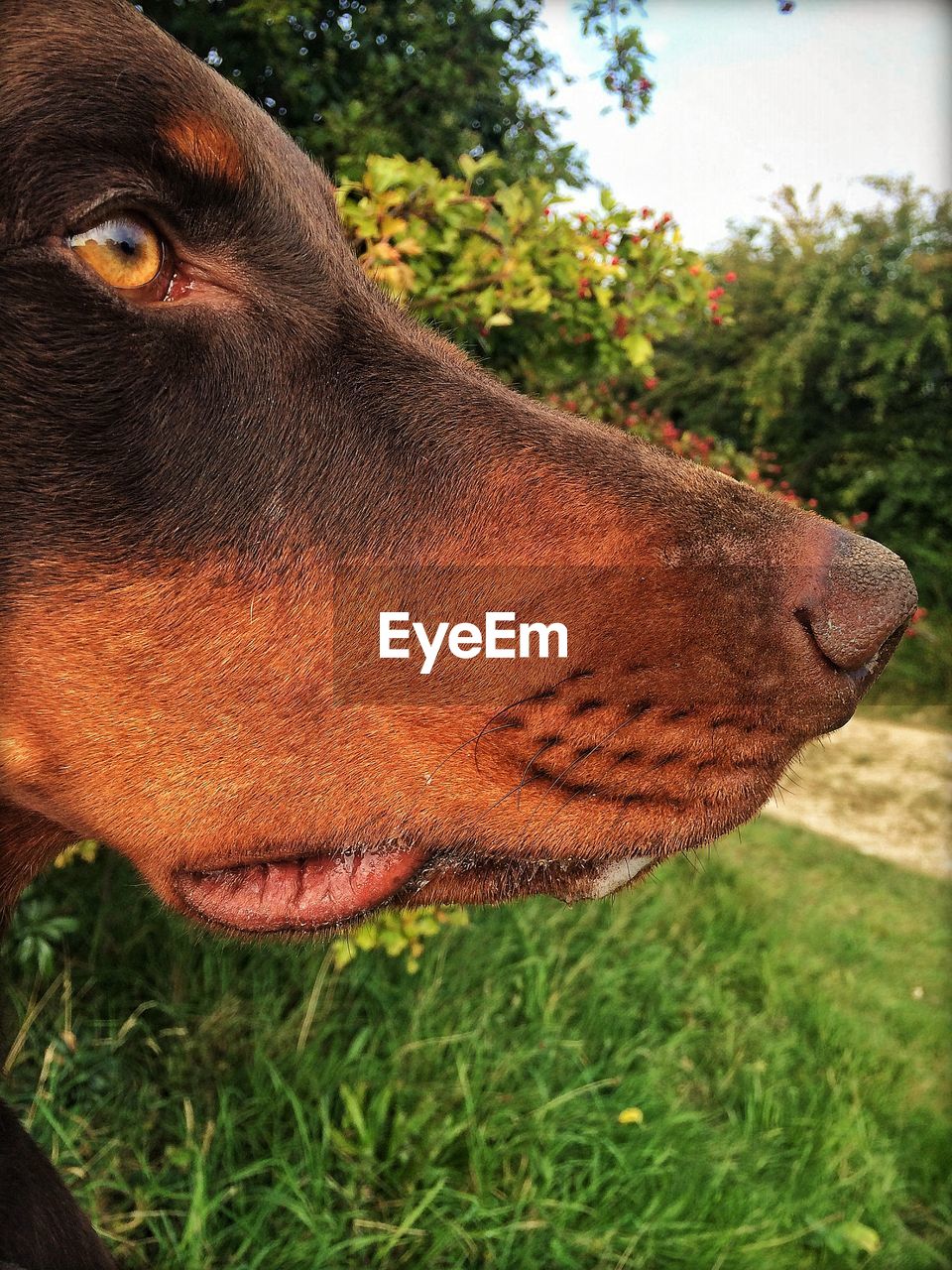 CLOSE-UP OF DOG ON GRASSY FIELD