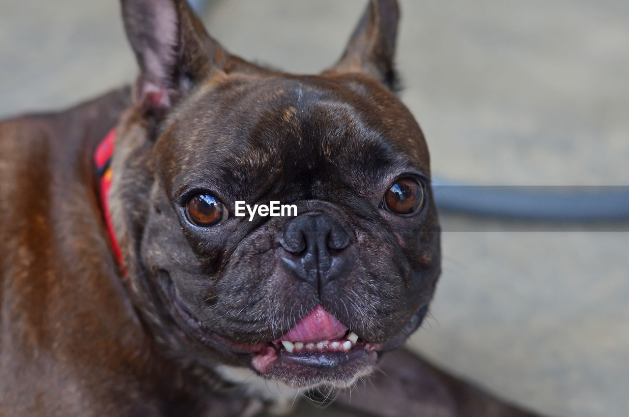 CLOSE-UP PORTRAIT OF PUG