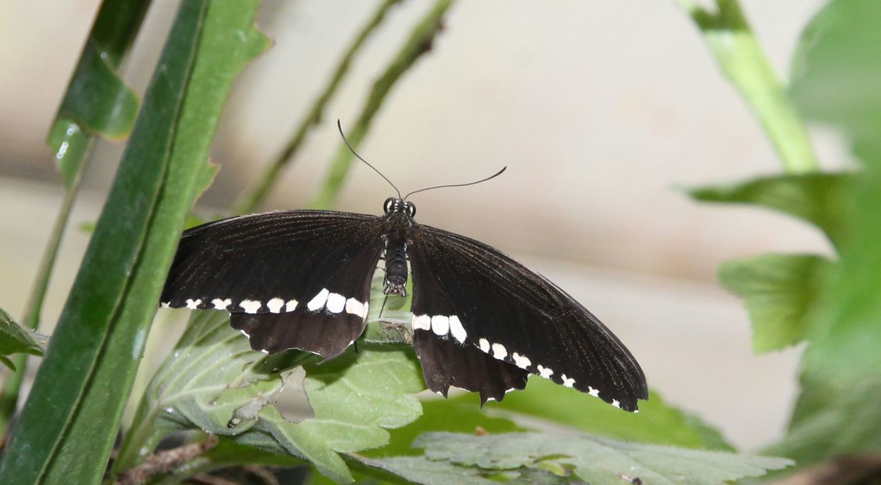 Close-up of black butterfly on plant