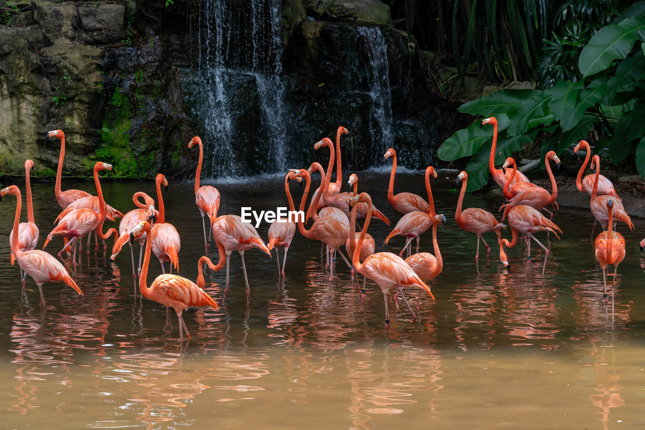 BIRDS IN A LAKE