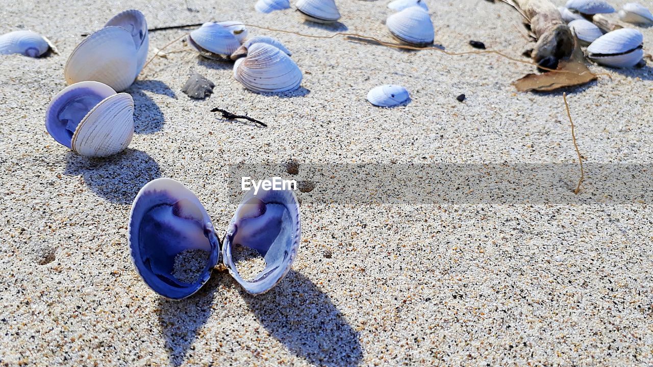 HIGH ANGLE VIEW OF SEASHELL ON SAND