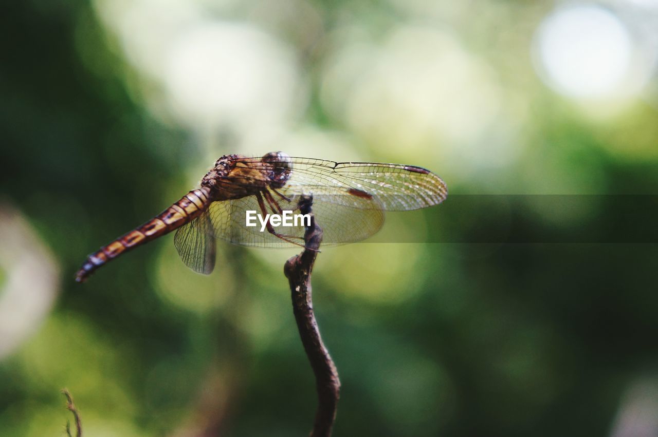 Dragonfly on twig